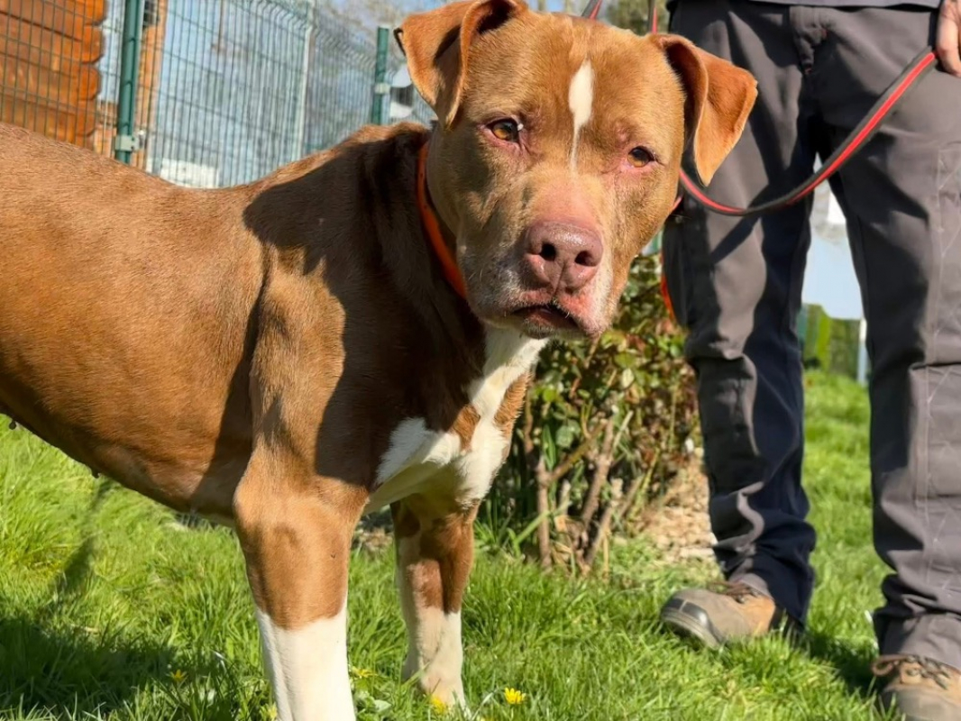 Photo #4 de Bakhoe en sos urgent