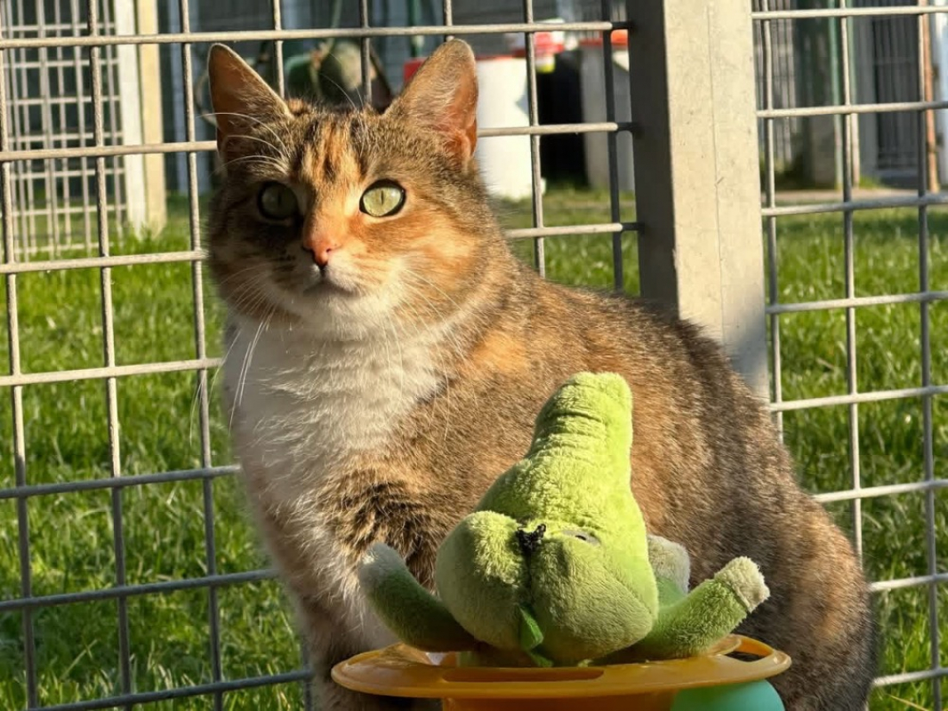 Photo #1 de Satana en sos urgent