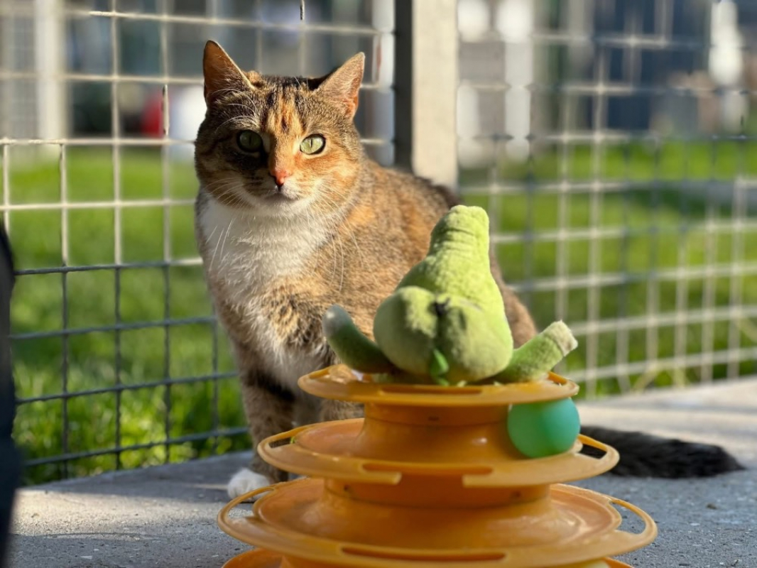 Photo #2 de Satana en sos urgent