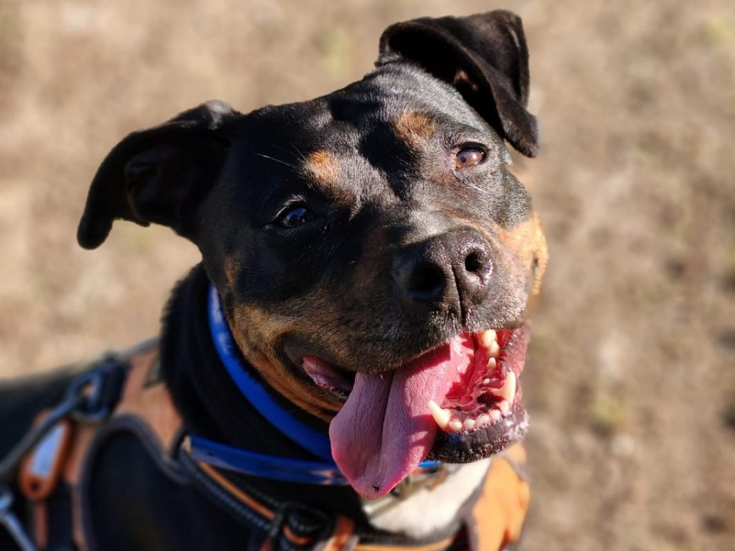Khira - Chien Berger à adopter