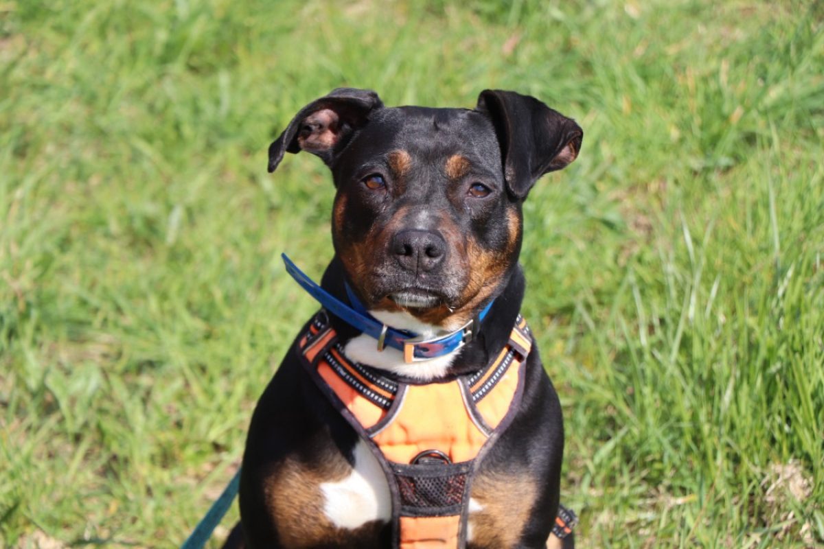 Khira - Chien Berger à adopter - photo 5