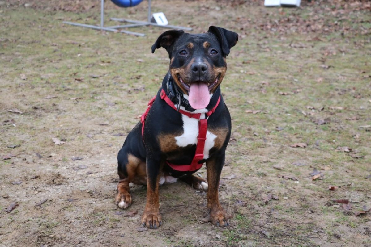 Khira - Chien Berger à adopter - photo 6