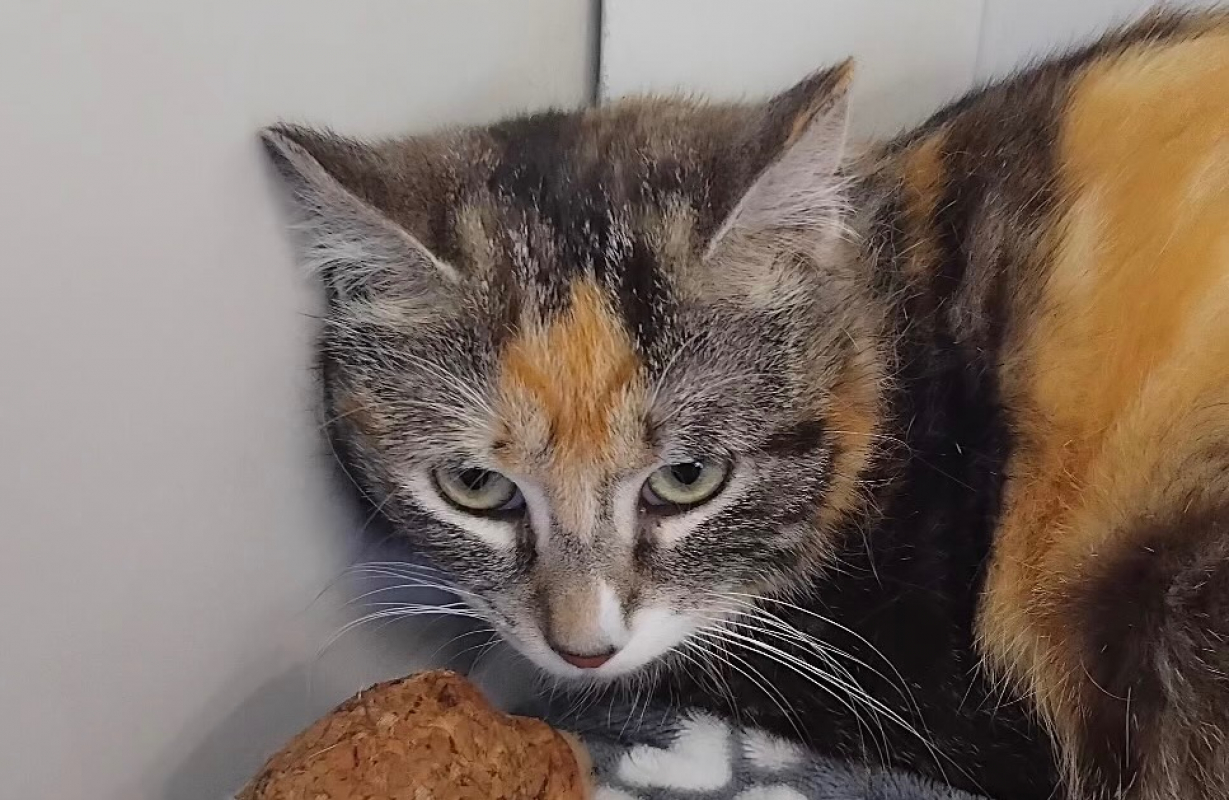 Photo #1 de Mirabelle