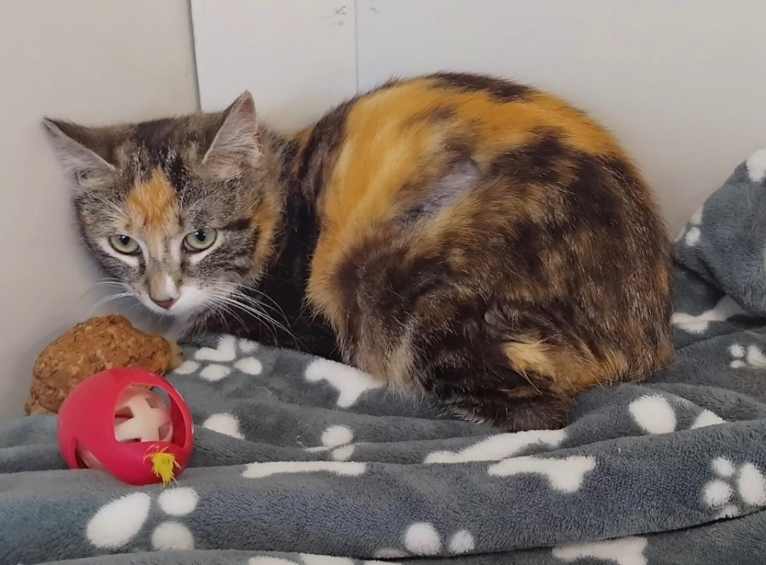 Photo #2 de Mirabelle