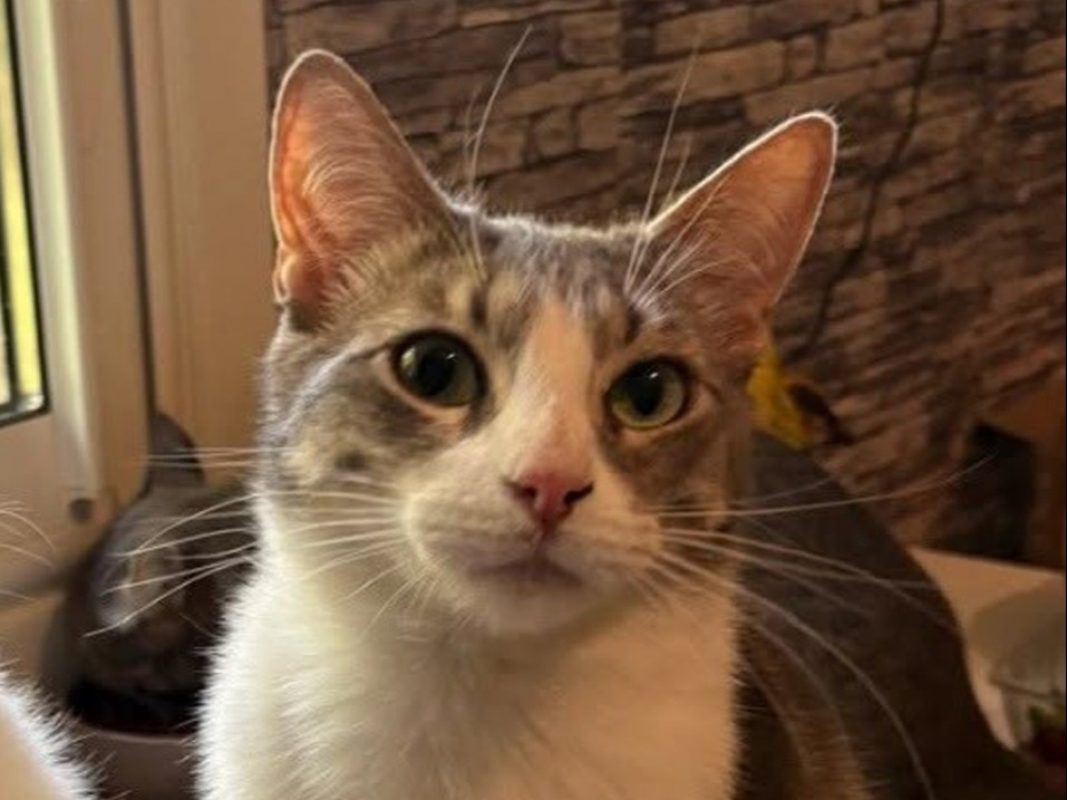 Cerisier - Chat Européen à adopter
