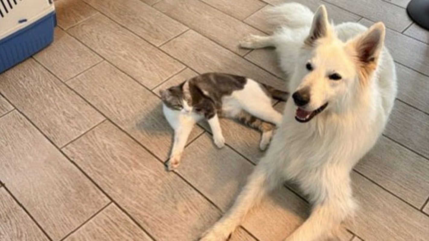 Cerisier - Chat Européen à adopter - photo 2