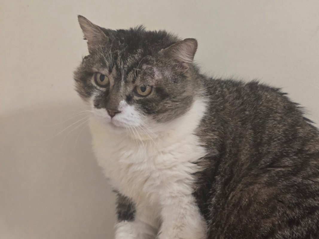 Hamilton - Chat Européen à adopter