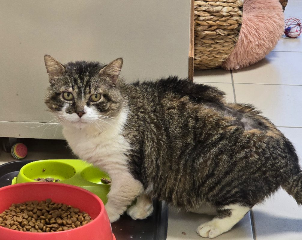 Hamilton - Chat Européen à adopter - photo 4