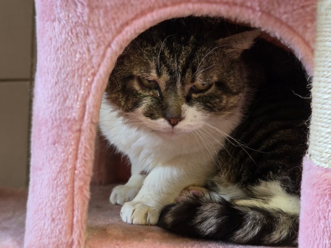 Hamilton - Chat Européen à adopter - photo 5