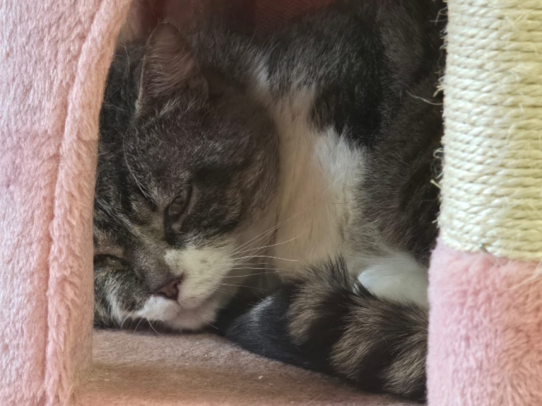Hamilton - Chat Européen à adopter - photo 6