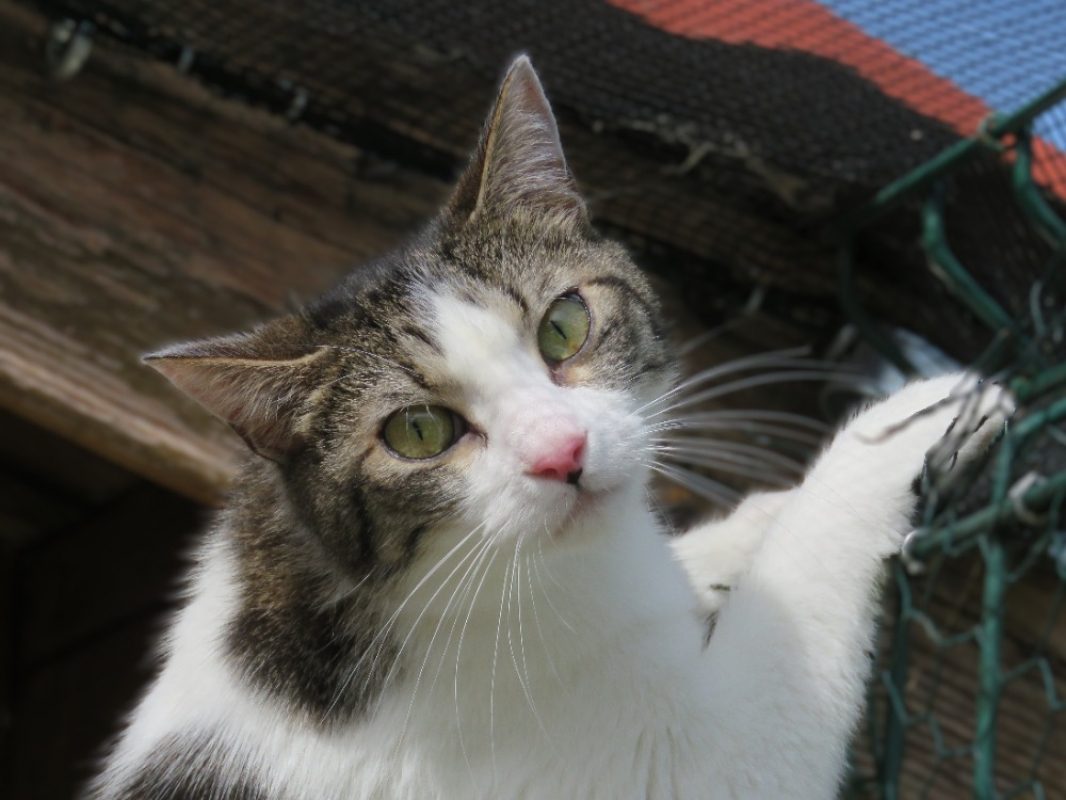 Charabia - Européen à adopter à Golfech (82) - Animaux.fr