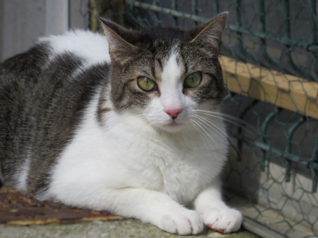Charabia - Européen à adopter à Golfech (82) - Animaux.fr