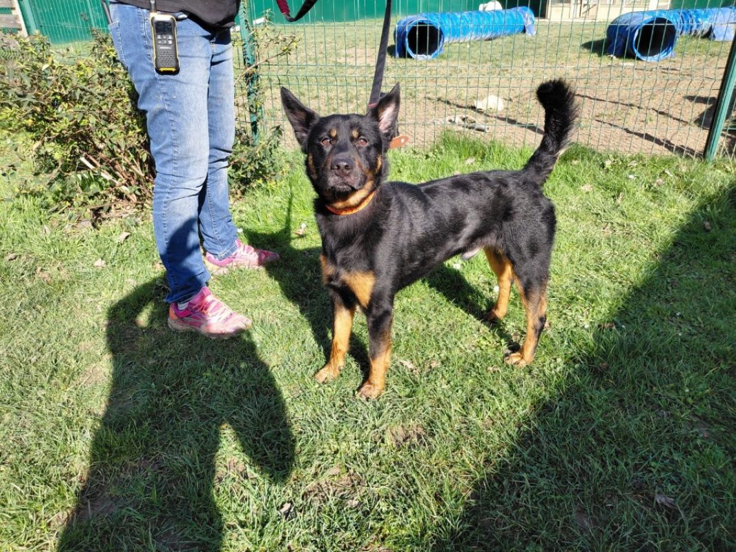 Mezzo - Chien à adopter - photo 3
