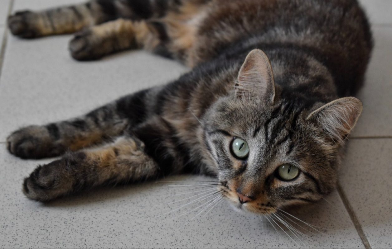 Elio - Chat Européen à adopter