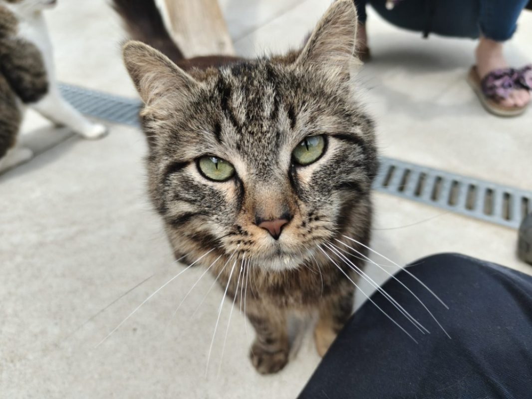 Elio - Chat Européen à adopter - photo 2