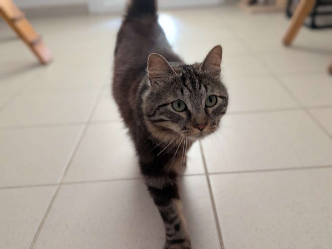 Elio - Chat Européen à adopter - photo 3