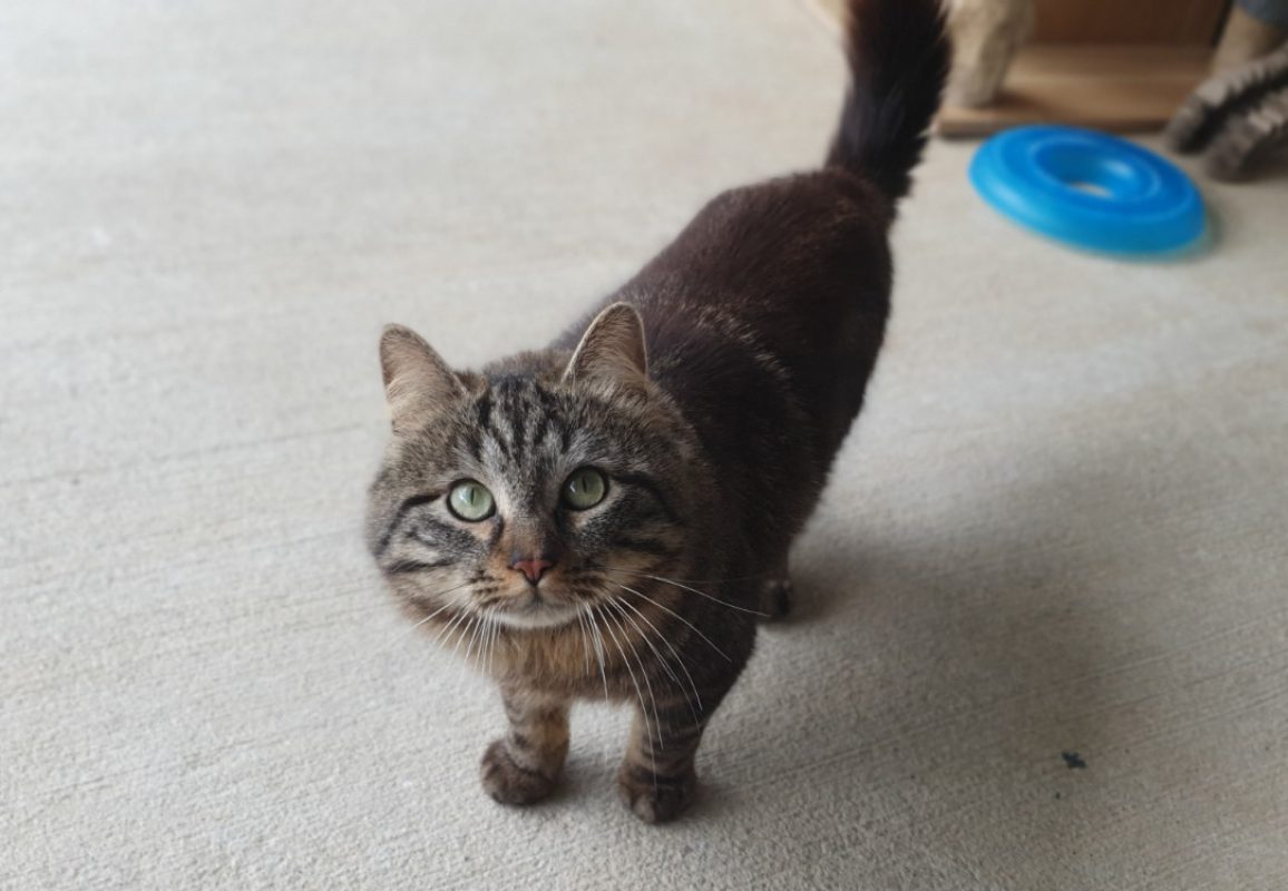 Elio - Chat Européen à adopter - photo 4