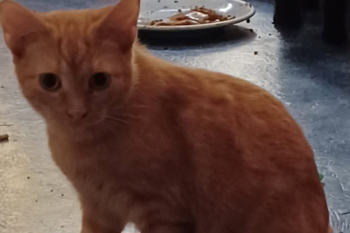 Photo #1 de Noe dit rouquin