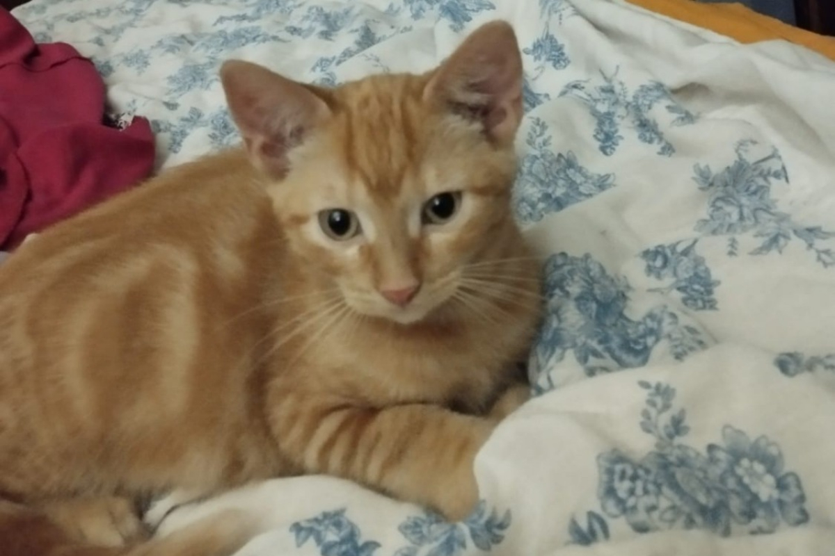 Photo #2 de Noe dit rouquin