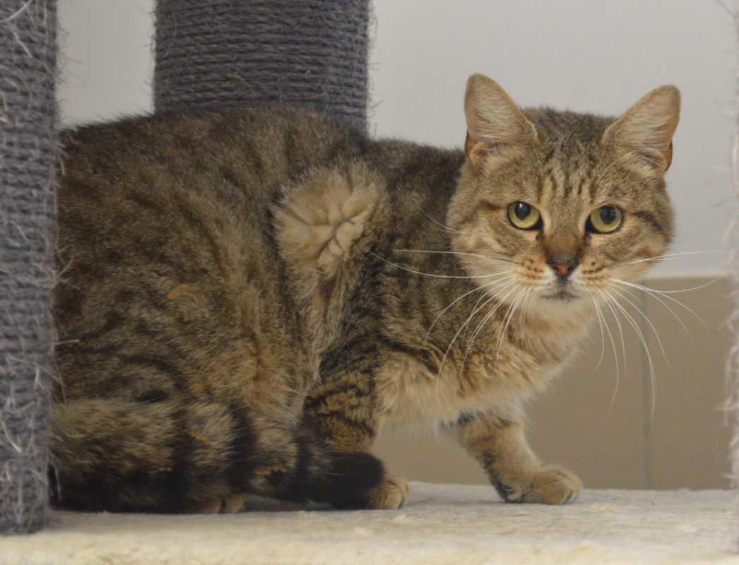 Simon - Chat Européen à adopter