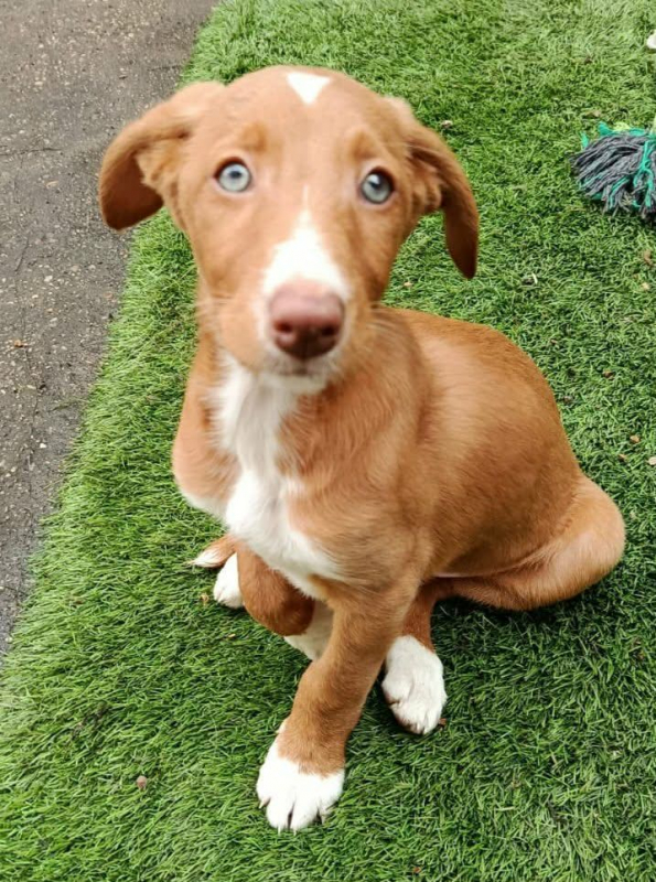 Photo #1 de BAMBU, adorable chiot podenco à adopter