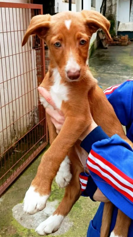 Photo #3 de BAMBU, adorable chiot podenco à adopter