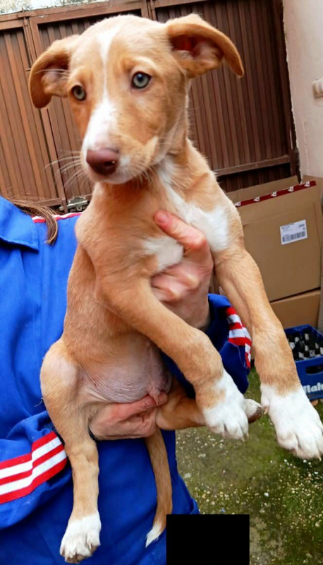 Photo #4 de BAMBU, adorable chiot podenco à adopter