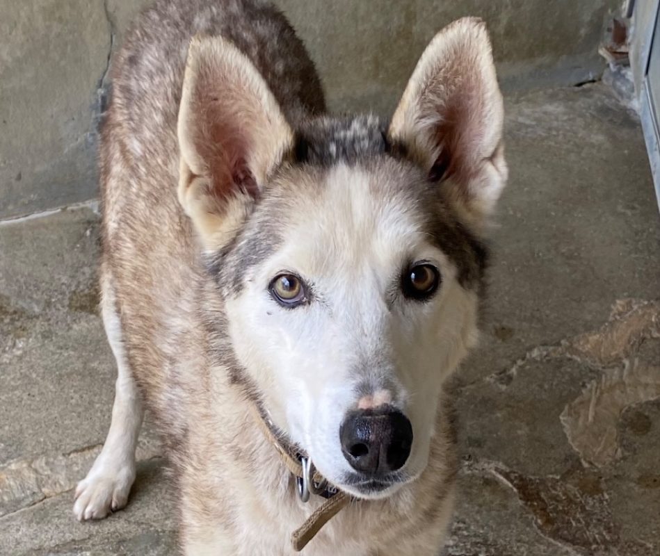 Indy - Chien Husky Sibérien à adopter