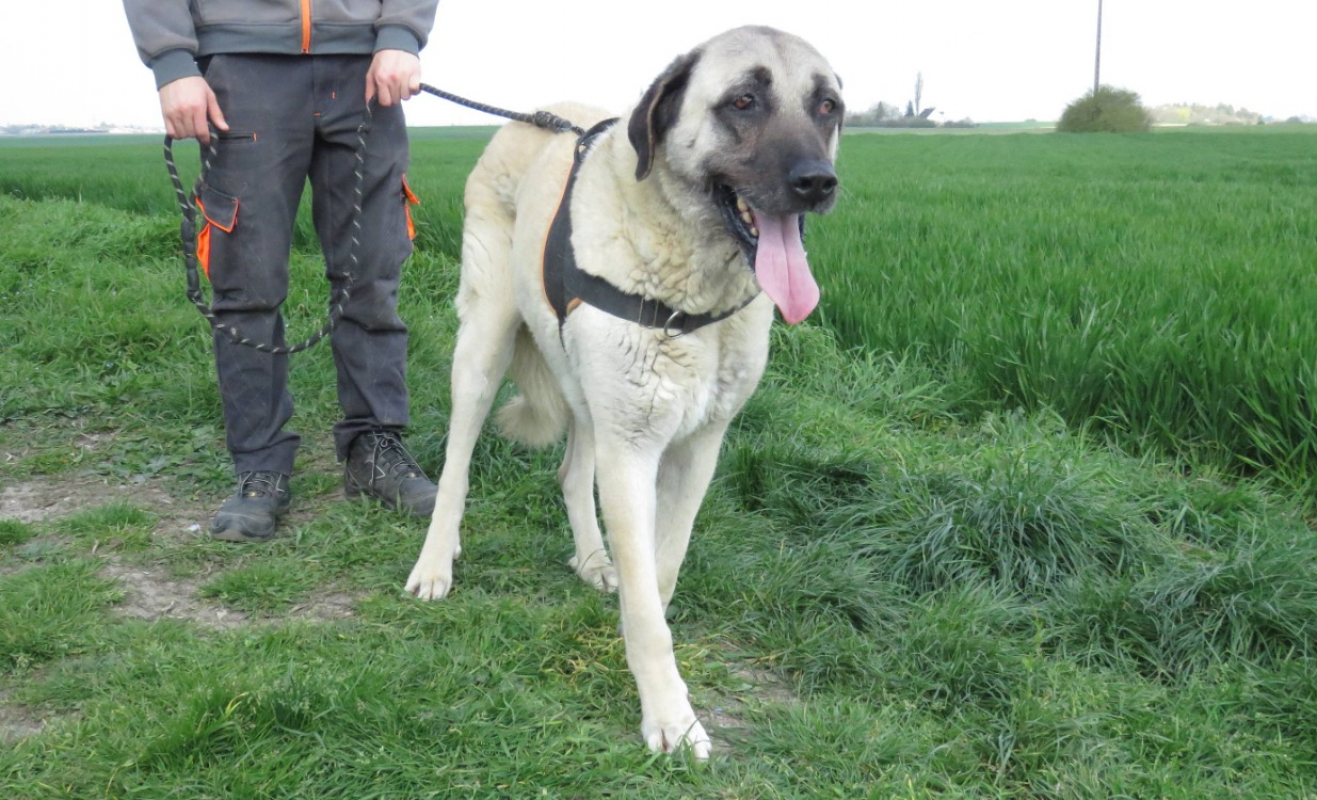 Photo #4 de Nilla