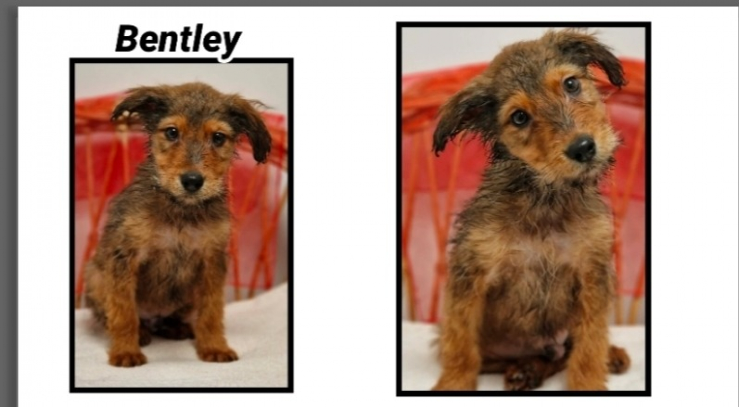 Photo de Bentley réservé