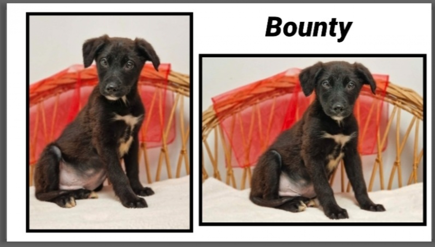 Photo de Bounty réservé