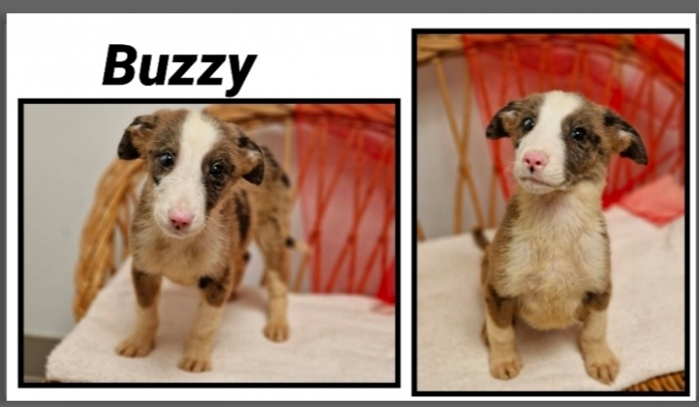 Photo de Buzzy réservé