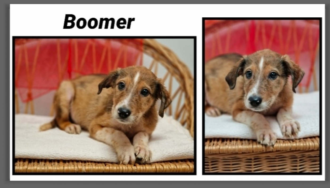 Photo de Boomer