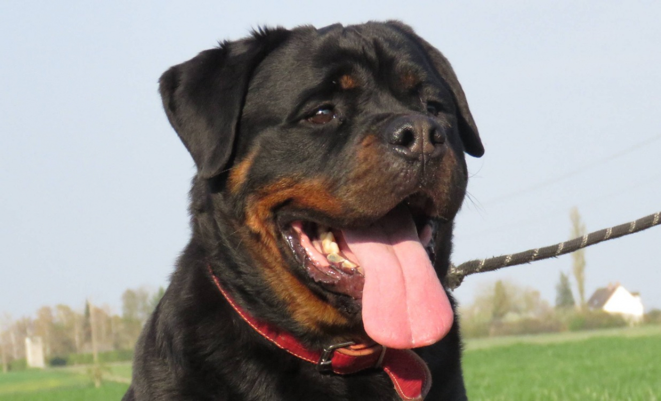 Photo #1 de S'thanos