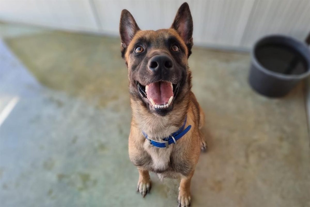 Simba - Chien Berger Belge Malinois à adopter