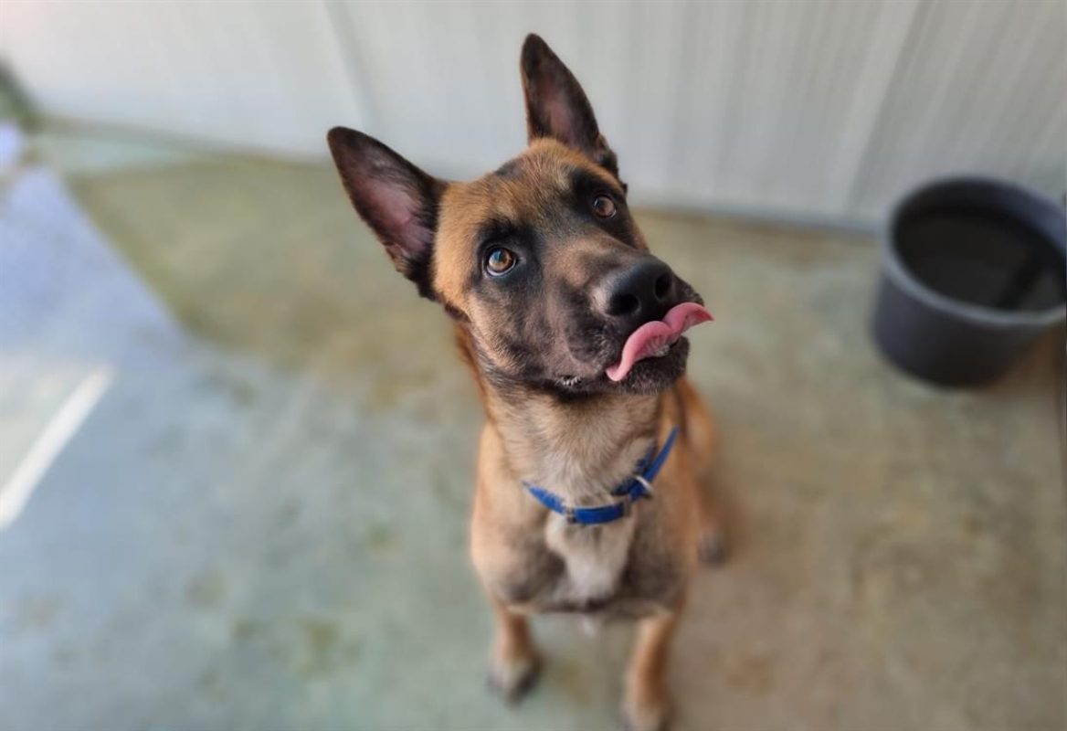 Simba - Chien Berger Belge Malinois à adopter - photo 2