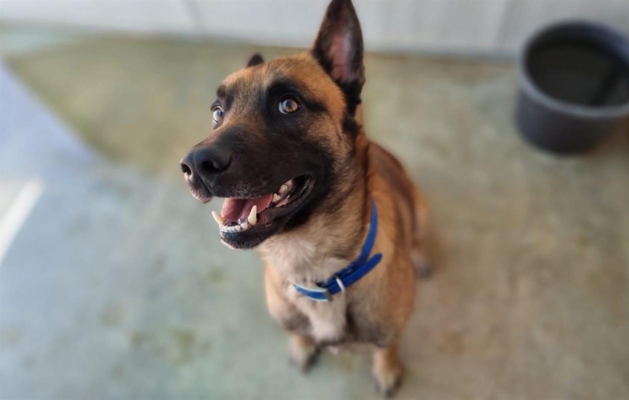 Simba - Chien Berger Belge Malinois à adopter - photo 3