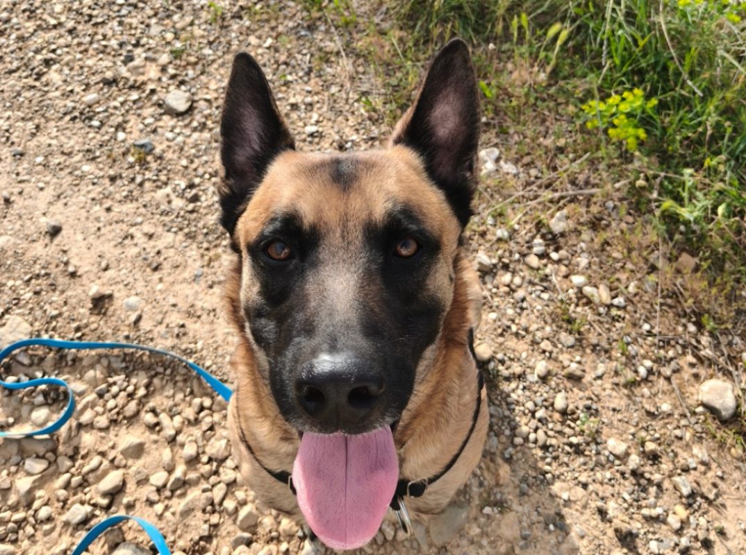 Simba - Chien Berger Belge Malinois à adopter - photo 2