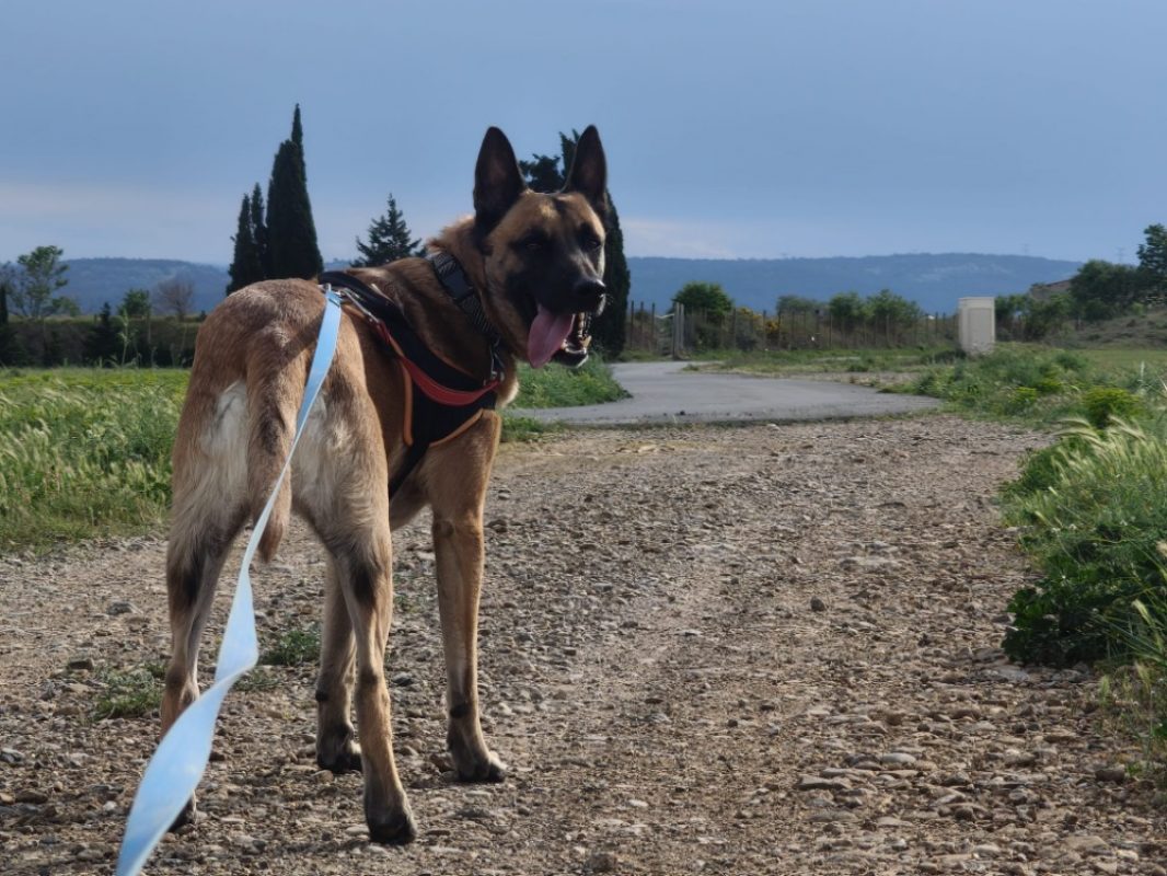 Simba - Chien Berger Belge Malinois à adopter - photo 4