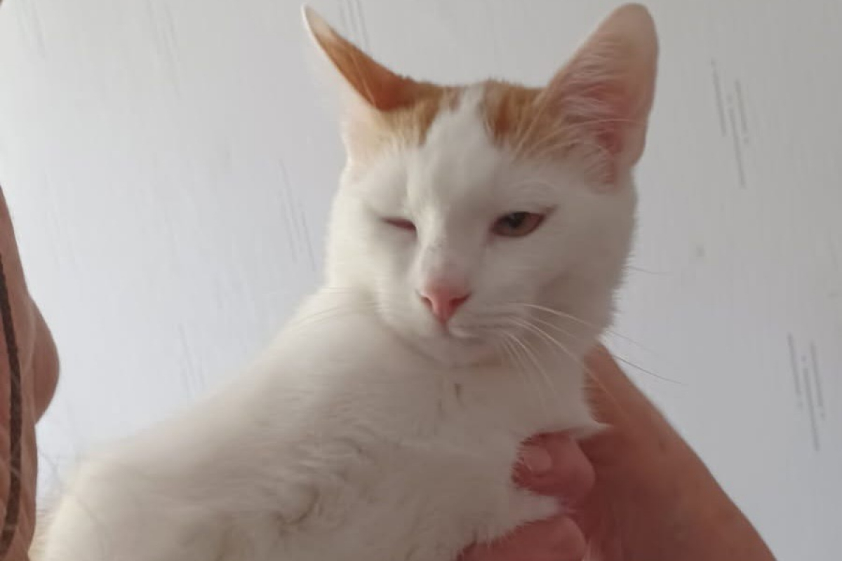 Photo de Cajou dit crapule