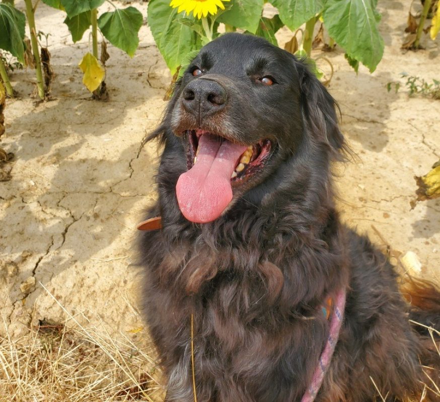 Tom - Chien à adopter