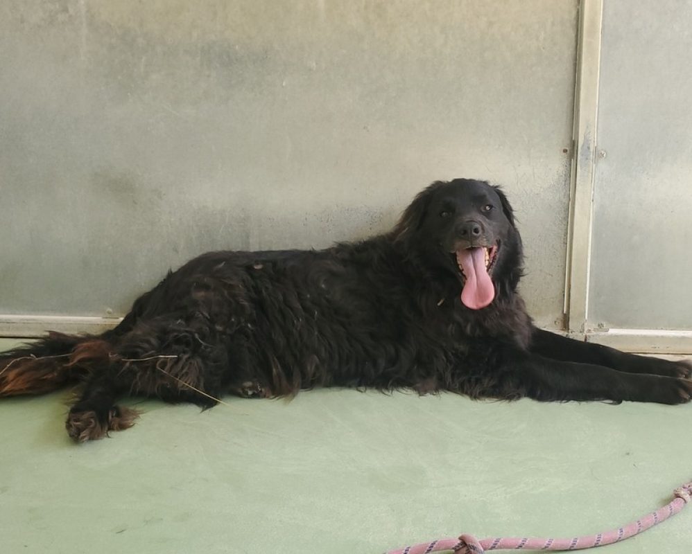 Tom - Chien à adopter - photo 2
