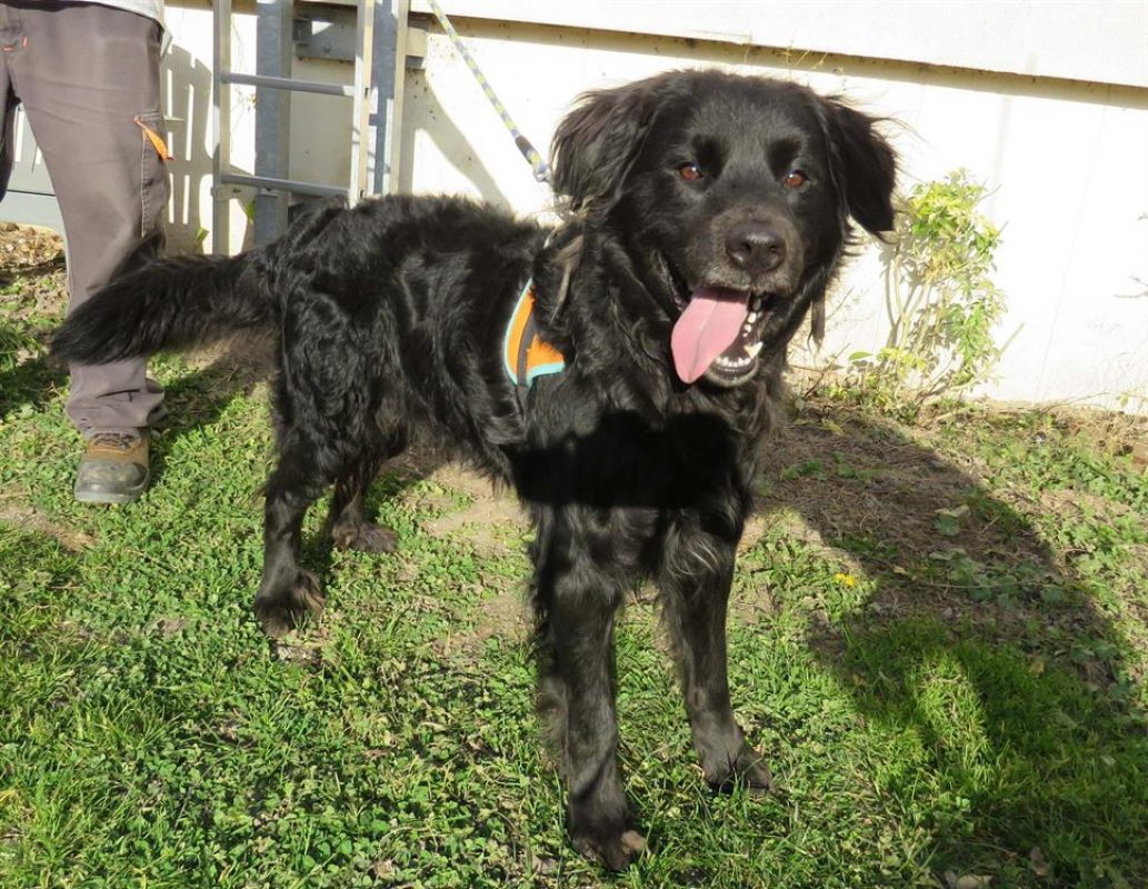 Tom - Chien à adopter - photo 3