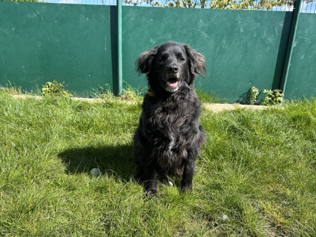 Tom - Chien à adopter - photo 4