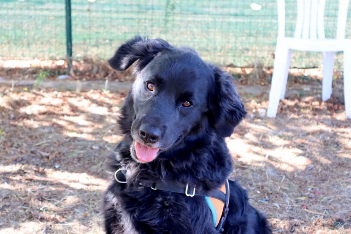Tom - Chien à adopter