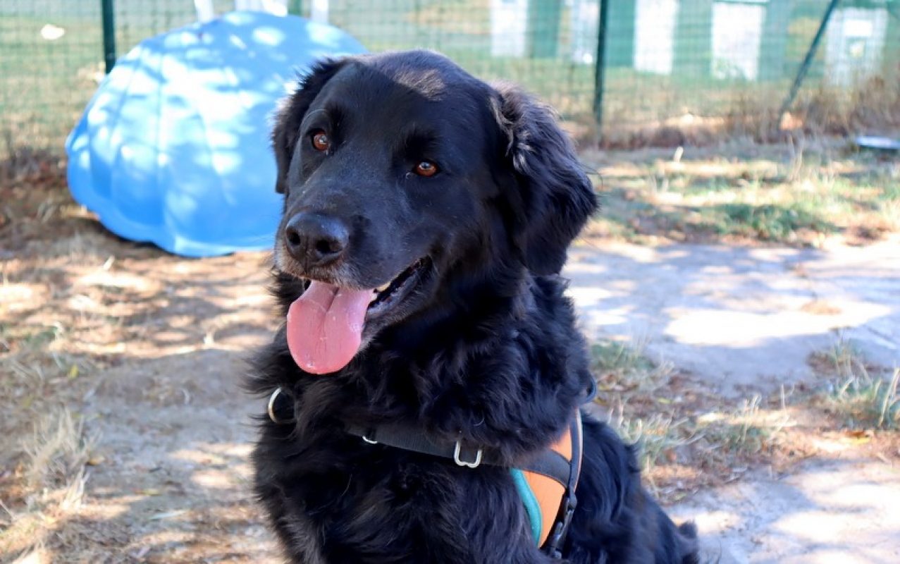 Tom - Chien à adopter - photo 2