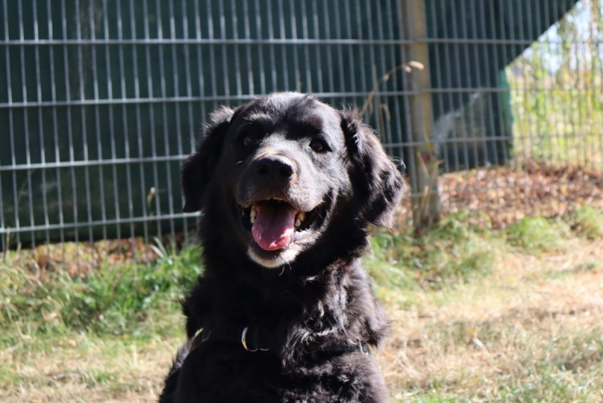 Tom - Chien à adopter - photo 3