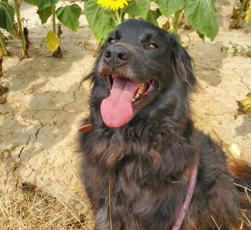 Tom - Chien à adopter - photo 4