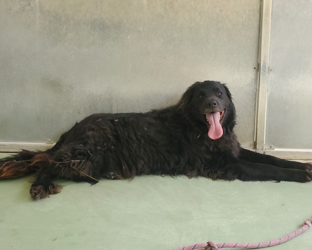 Tom - Chien à adopter - photo 5