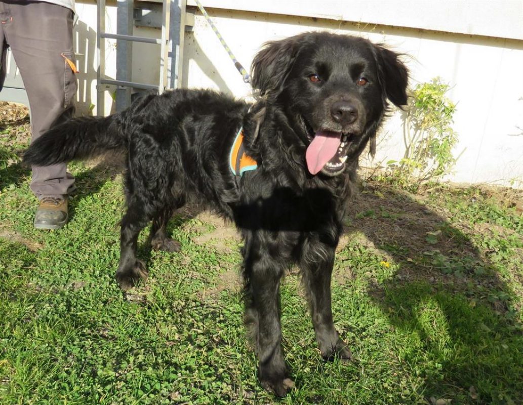 Tom - Chien à adopter - photo 6
